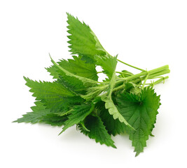 Fresh nettles isolated.
