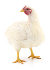 white hen isolated.