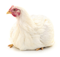 white hen isolated.