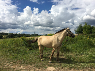white horse in the meadow lifted its tail