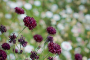 purple thistle flower