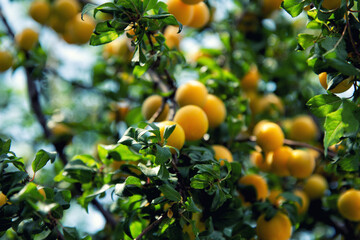 Summer and beautiful nature. Vacation.