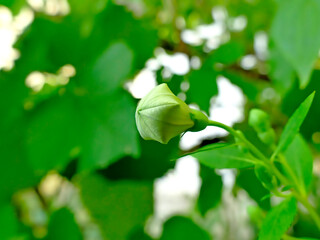 Chinese bellflower, medicine plant