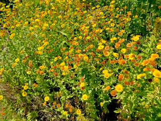 the common fleabane, medicinal herb with flower in summer