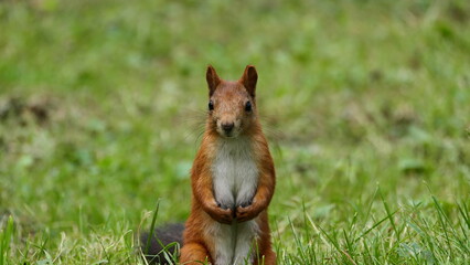 brown horse eating grass