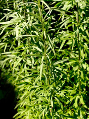 Wormwood, medicinal plant with leaves