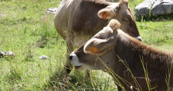 Primo piano di una mucca che mangia
