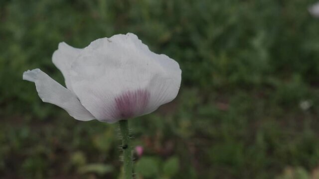 White flower of Opium Poppy plant swinging in heavy wind.