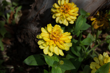 Flores de jardín amarillas