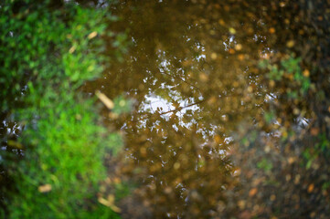 Pool after the rain with the reflection of the trees.