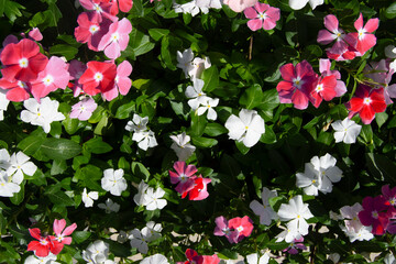 Petunias en el jardín