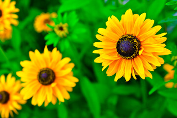 Yellow bright flowers of rudbeckia yellow perennial chamomile