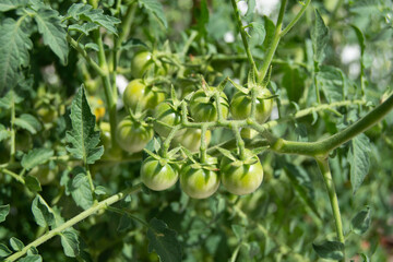 Tomates cherry verdes en mata