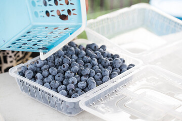 Fresh natural blueberries in plastic packaging isolated.