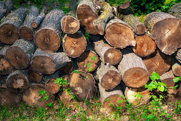 Firewood Logs in the Forest . Illegal logging