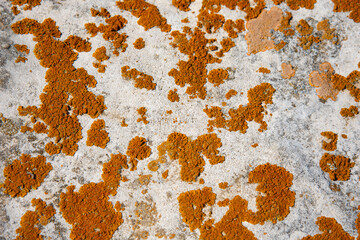 Summer and beautiful nature. Vacation.