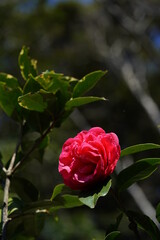 Light Red Flower of Camellia in Full Bloom
