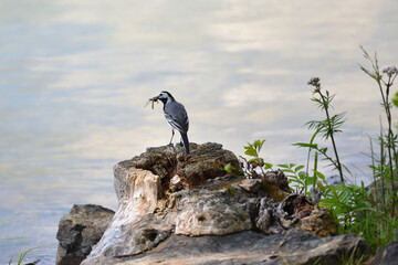 White wagtail with insect