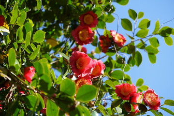 Light Red Flower of Camellia in Full Bloom
