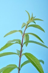 Lemon verbena on a blue background