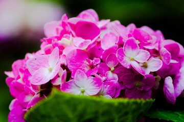 Obraz premium close up of a pink flower