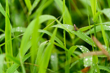 Grasshopper on a green leaf of grass with dew.