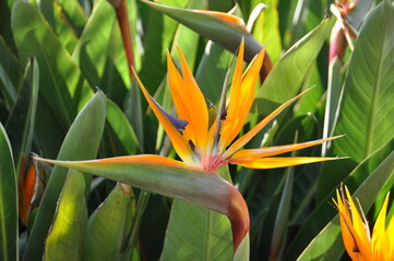 magnifiques oiseaux du paradis ou strelitzia reginae sur fond de feuille vert