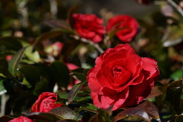 Light Red Flower of Camellia in Full Bloom
