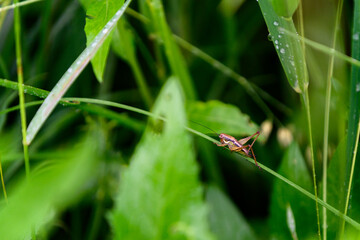 Grasshopper on a green leaf of grass with dew.