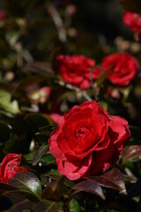 Light Red Flower of Camellia in Full Bloom
