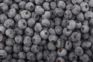 Fresh blueberry background. Texture blueberry berries close up.