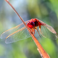 dragonfly - Libellule