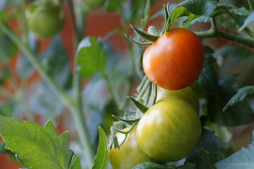 Tomato „Prima Bella“