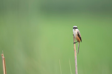 long tailed shrike