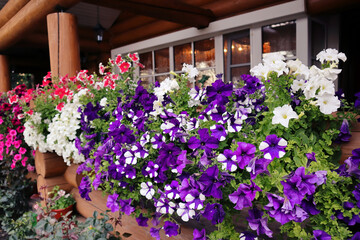 Petunia on the terrace of a wooden house. Violet, white, pink flowers. Decoration of windows outside on the background of a wooden house