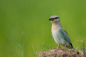 European roller (Coracias garrulus)