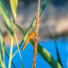 dragonfly - Libellule