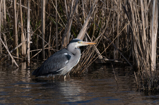 great blue heron on thehunt for prey