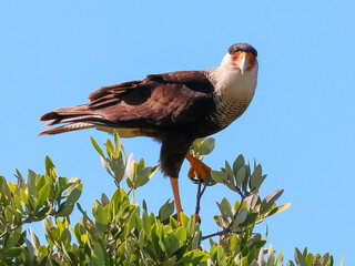 Crested Caracara