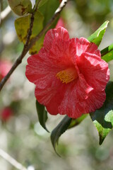 Light Pink Flower of Camellia in Full Bloom
