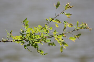 branch of a tree