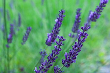 Obraz premium Violet lavender flowers in the field in daylight.