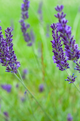 Violet lavender flowers in the field in daylight.