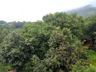 trees in the mountains