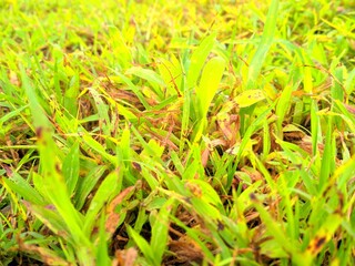 green grass background
