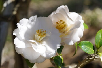 White Flower of Camellia in Full Bloom
