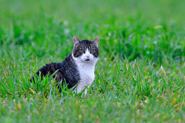 Hauskatze auf einer Wiese