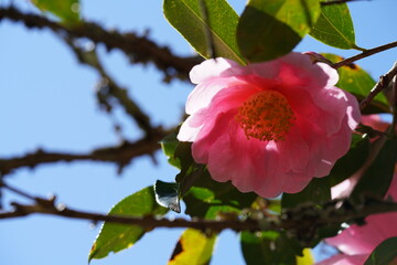 Faint Pink Flower of Camellia in Full Bloom
