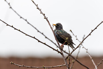 Sparrow singing on a branch in the garden