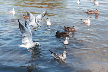 many gulls and ducks fly over the city river, lake, pond on a sunny day.